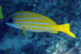 Lutjanus kasmira - Blaustreifen-Schnapper